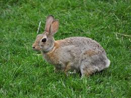 Indianapolis Rabbit Removal