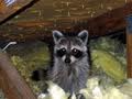 Indianapolis Raccoon Removal