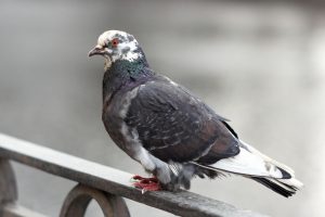 Indianapolis Pigeon Removal 317-257-2290