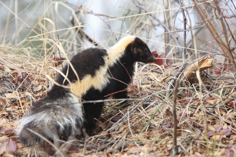 Methods for Getting Rid of Skunk Smell | Wildlife Removal Information