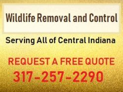 Indianapolis Wildlife Removal 317-257-2290