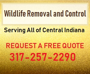Indianapolis Wildlife Removal 317-257-2290