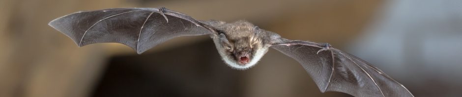 Indianapolis Bat Removal and Control