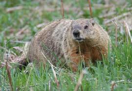 Indianapolis-ground-hog-removal